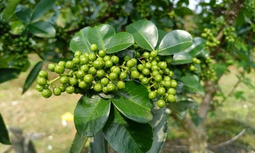 生大蒜和熟大蒜的功效网 :分享生大蒜和熟大蒜的功效一样吗-生大蒜与熟大蒜功效一样吗知识